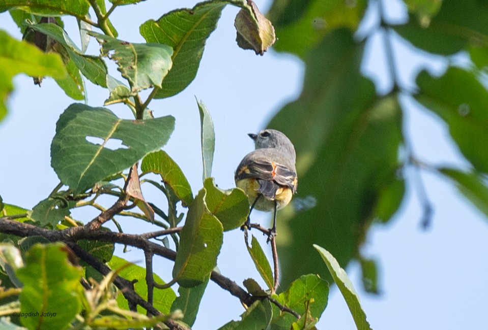 Small Minivet - ML641839290