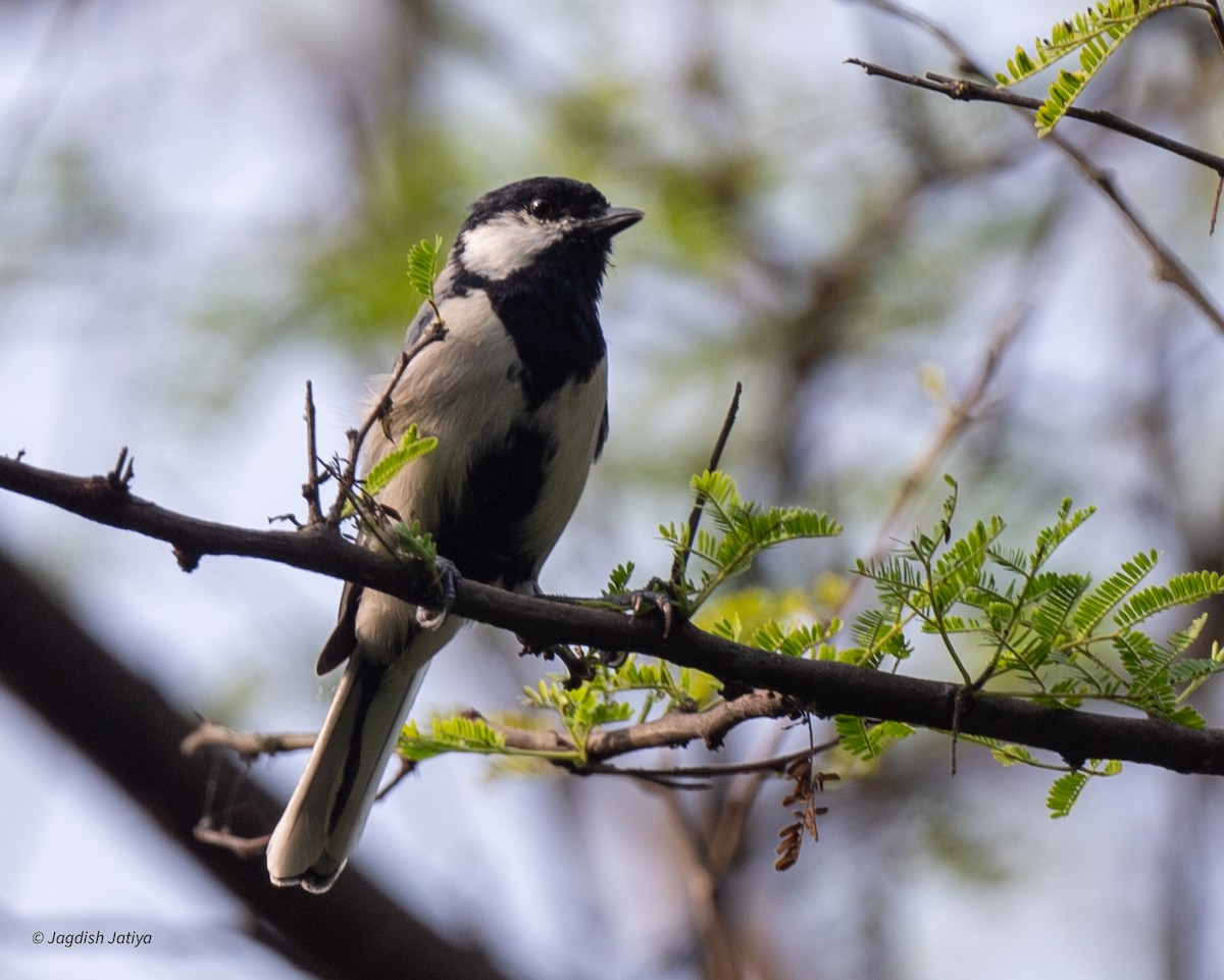 Asian Tit (Cinereous) - ML641839293