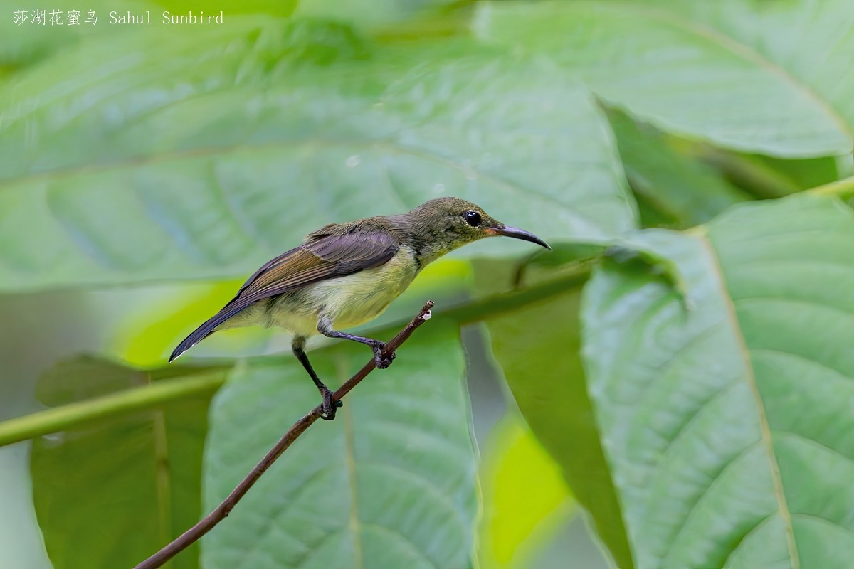 Sahul Sunbird - ML641839296