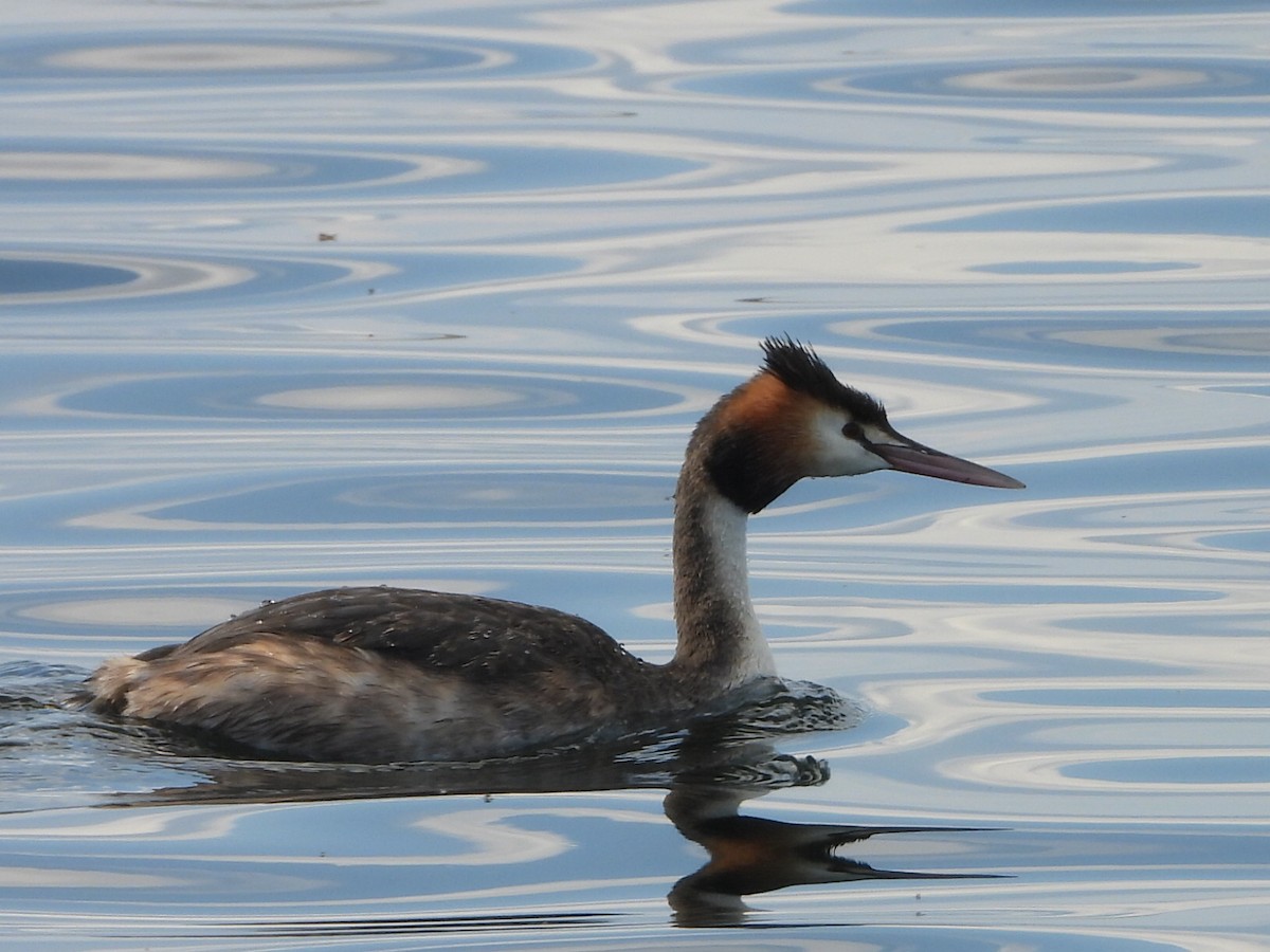 Great Crested Grebe - ML641839310
