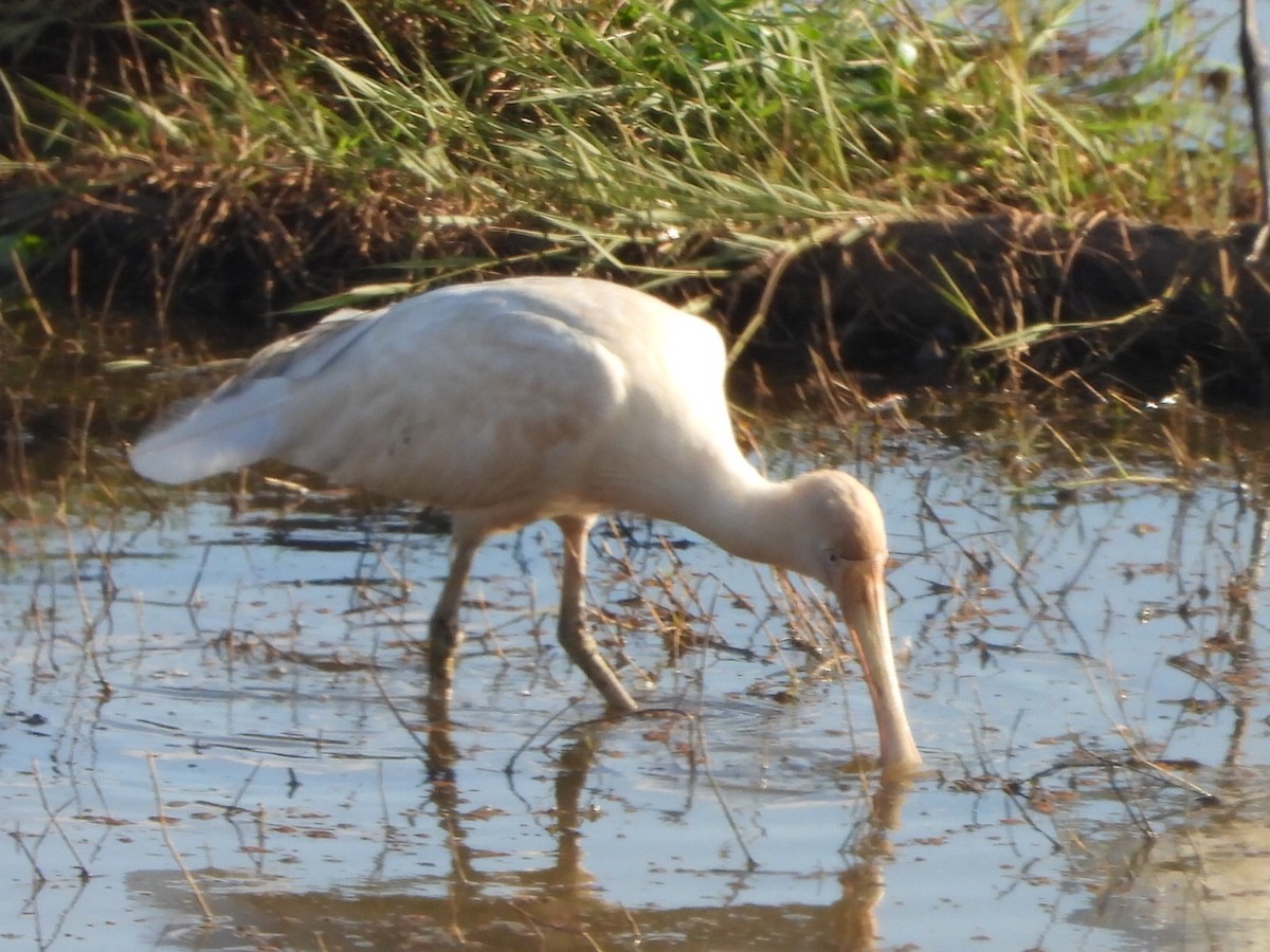 Yellow-billed Spoonbill - ML641839313