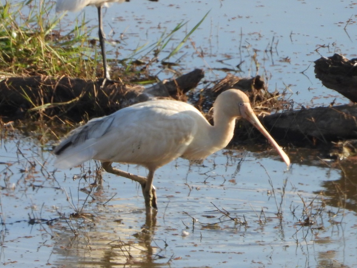Yellow-billed Spoonbill - ML641839314
