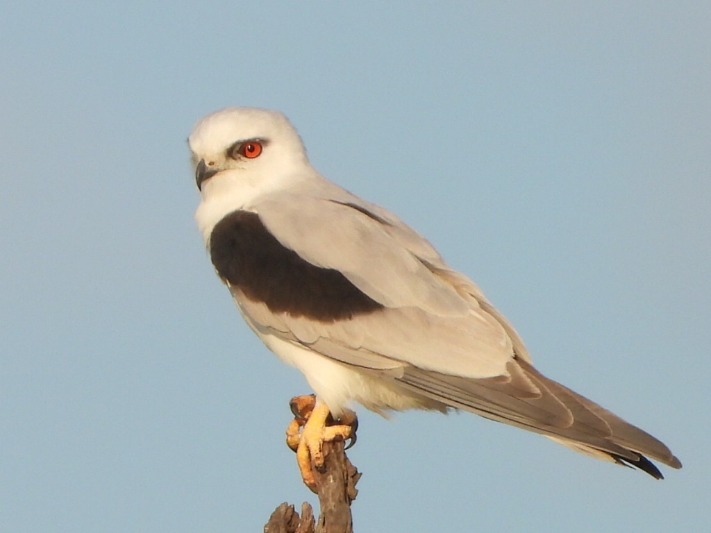 Black-shouldered Kite - ML641839318