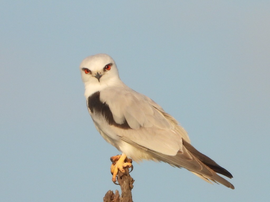 Black-shouldered Kite - ML641839319