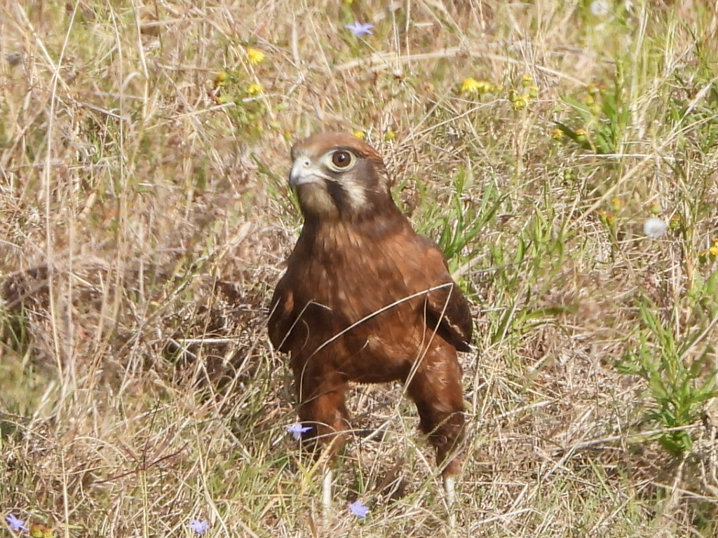 Brown Falcon - ML641839322
