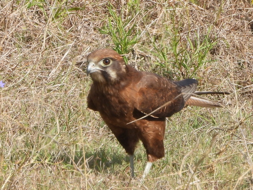 Brown Falcon - ML641839323