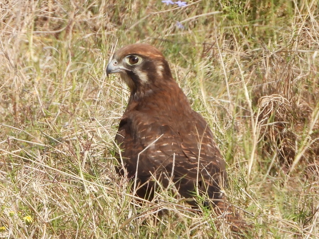 Brown Falcon - ML641839325