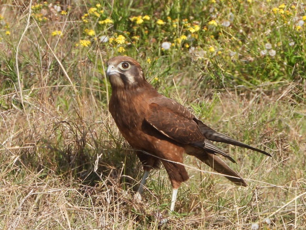 Brown Falcon - ML641839326