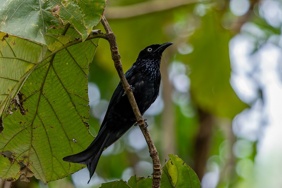 Haarbuschdrongo - ML641839335