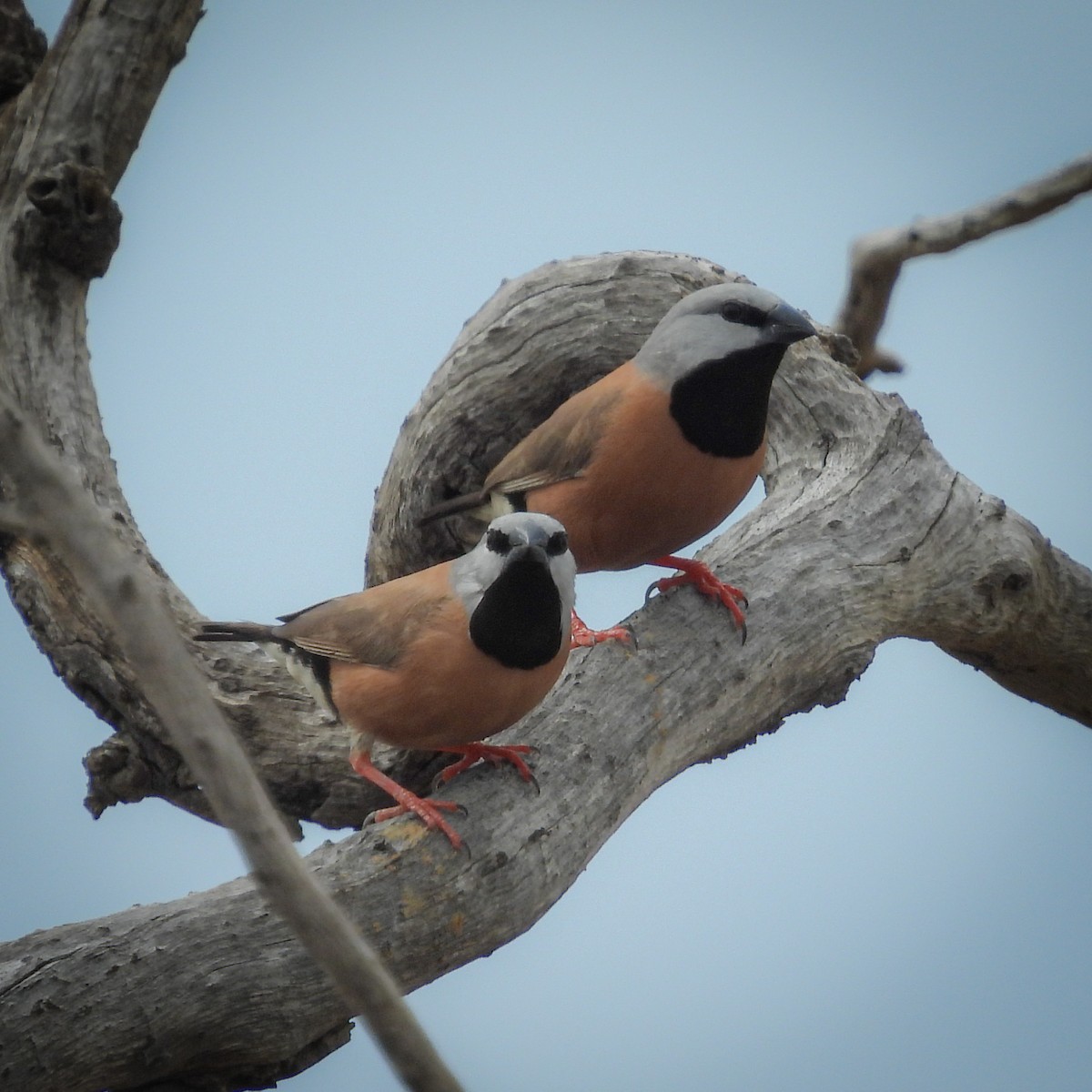 Black-throated Finch - ML641839348