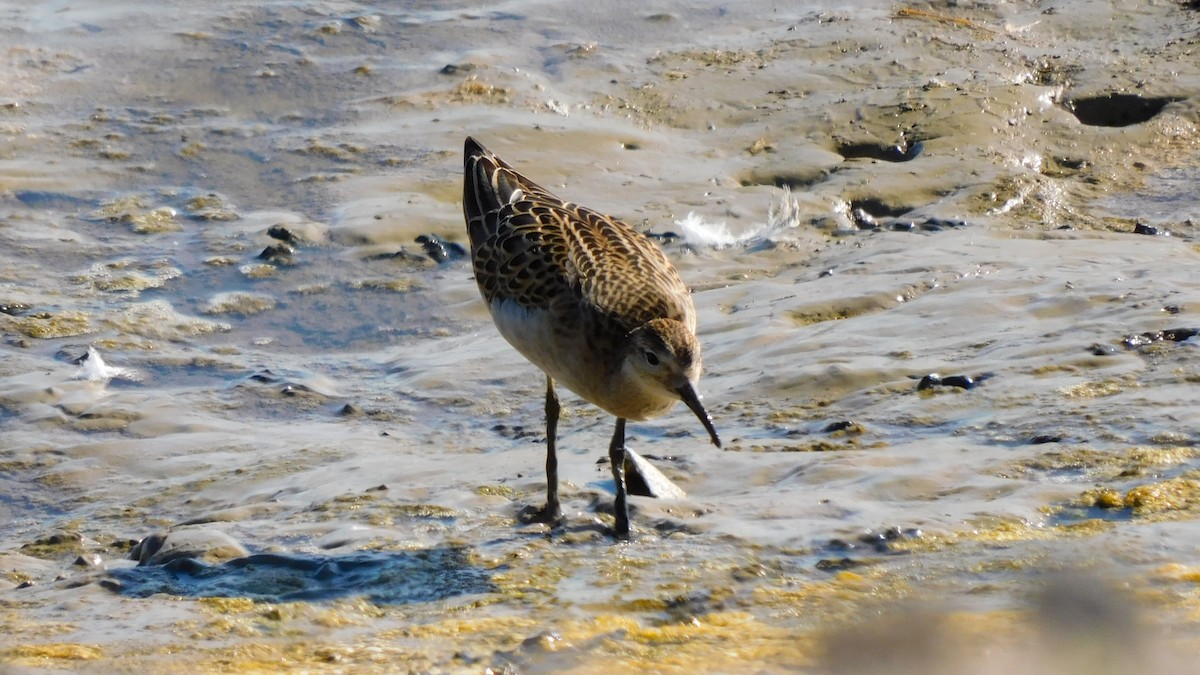 Ноцоо элсэг - ML641839356