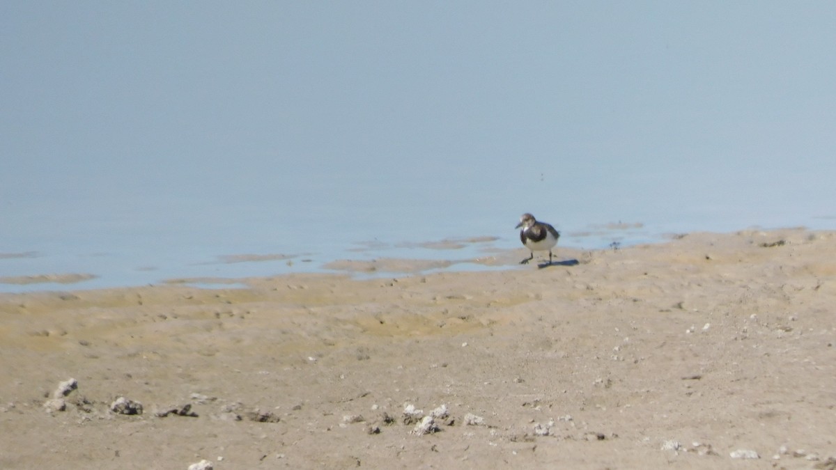 Алаг хайргач - ML641839357