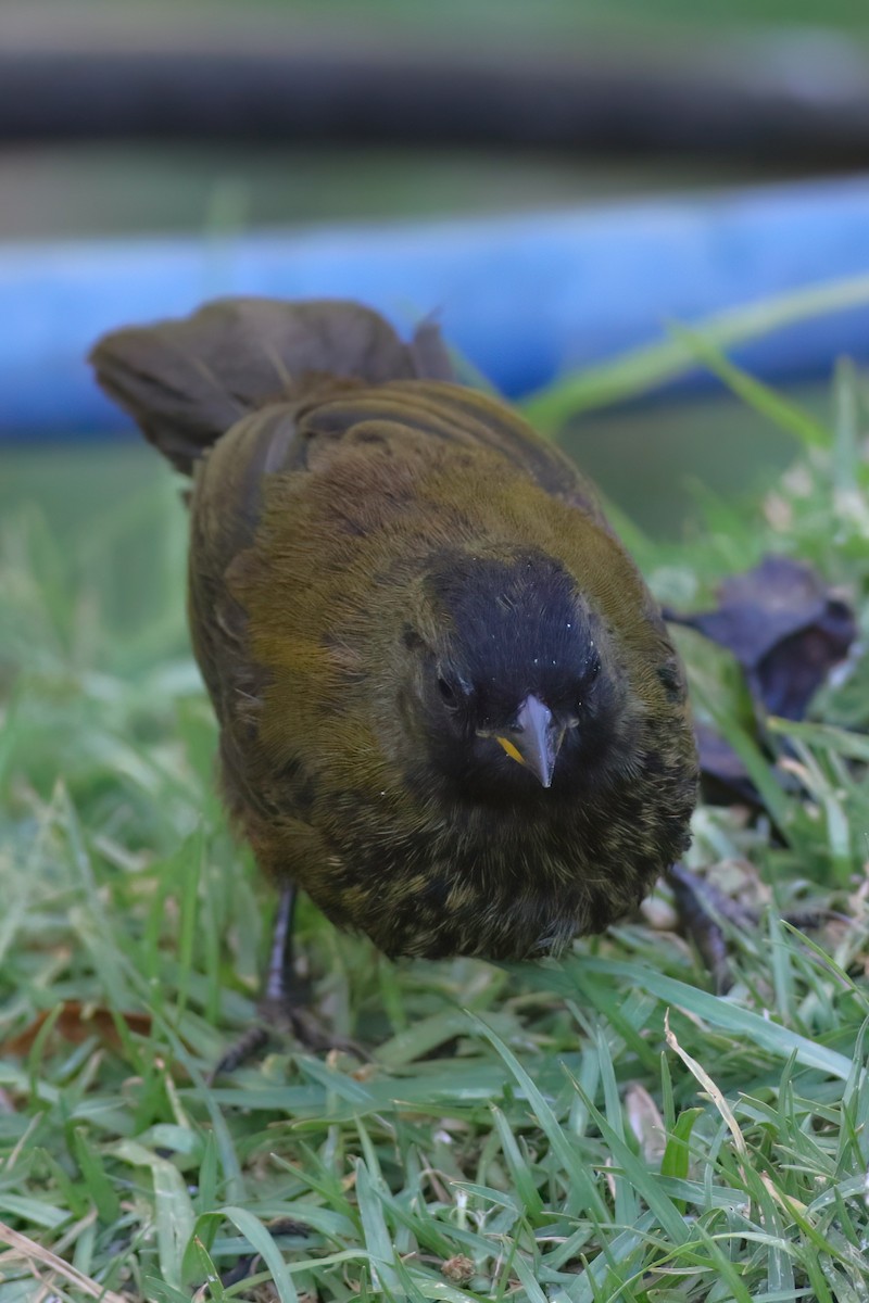 Large-footed Finch - ML641839365