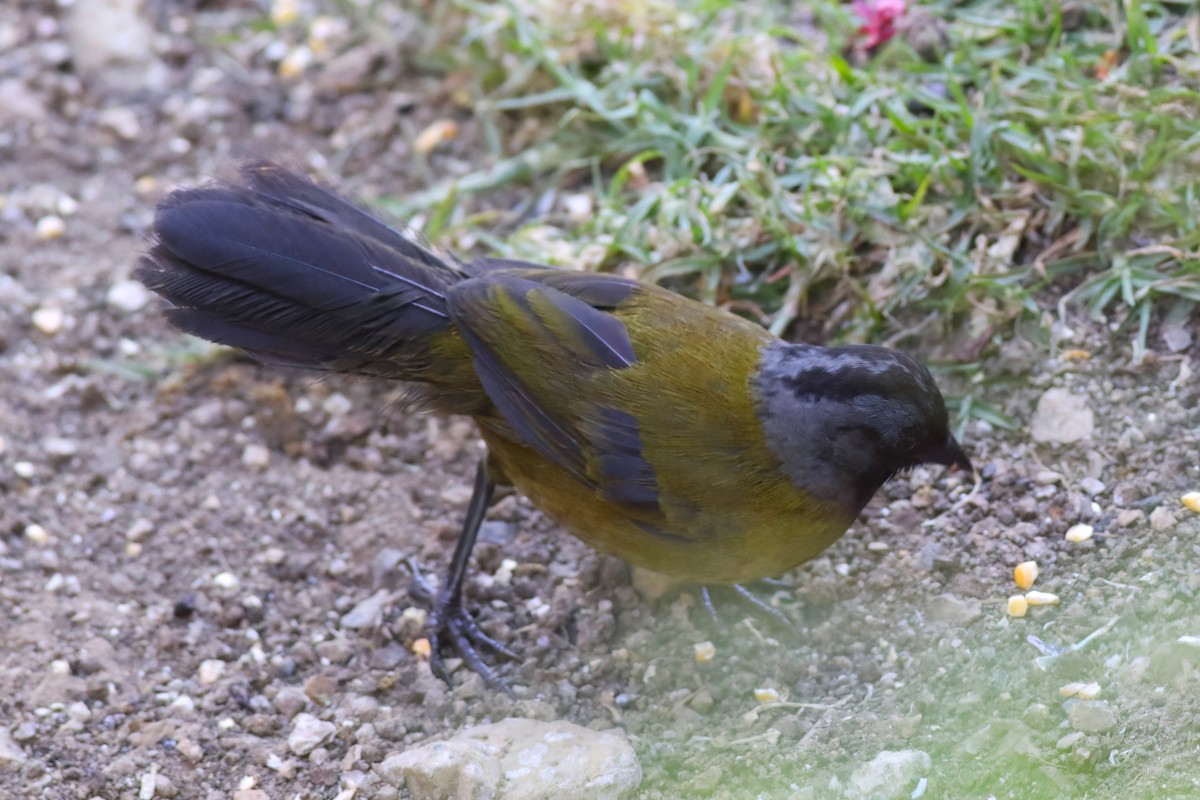 Large-footed Finch - ML641839366