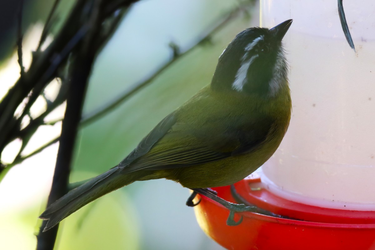 Sooty-capped Chlorospingus - ML641839368