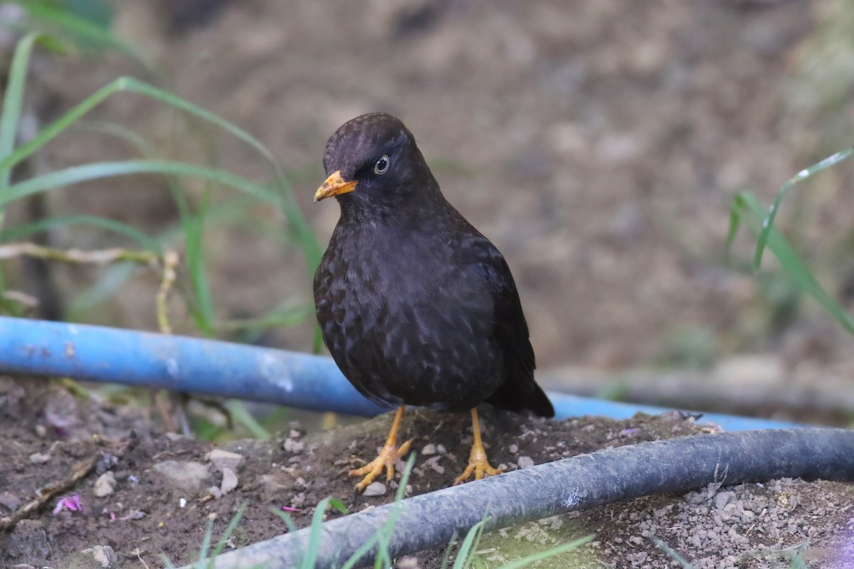 Sooty Thrush - ML641839369
