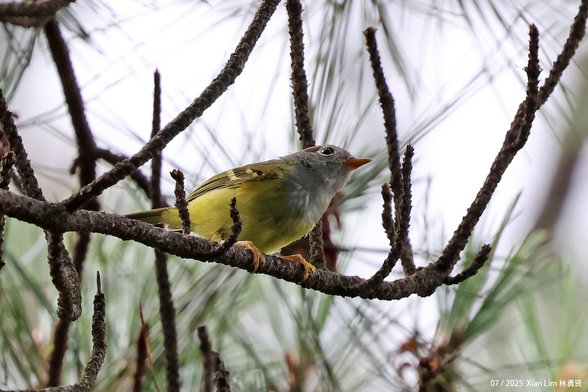 Chestnut-crowned Warbler - ML641839372