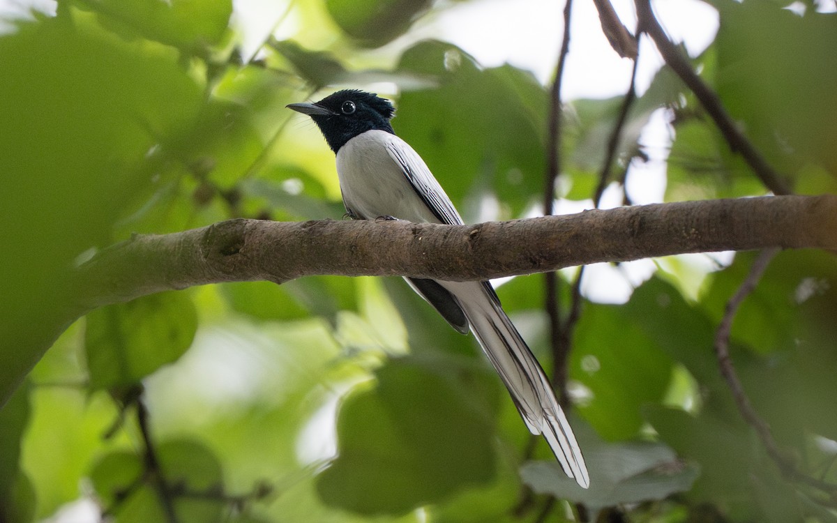 Amur Paradise-Flycatcher - ML641839389