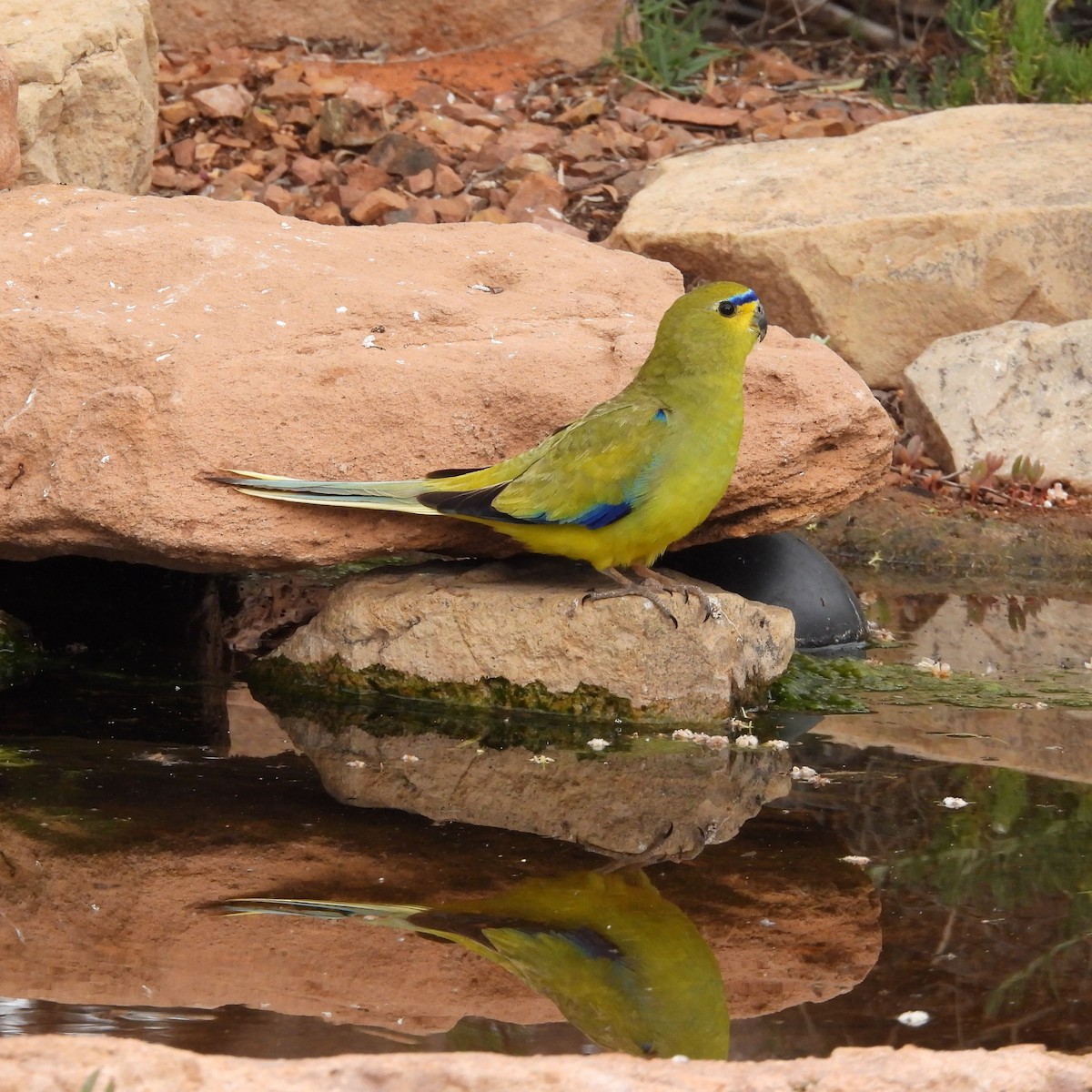 Elegant Parrot - ML641839407