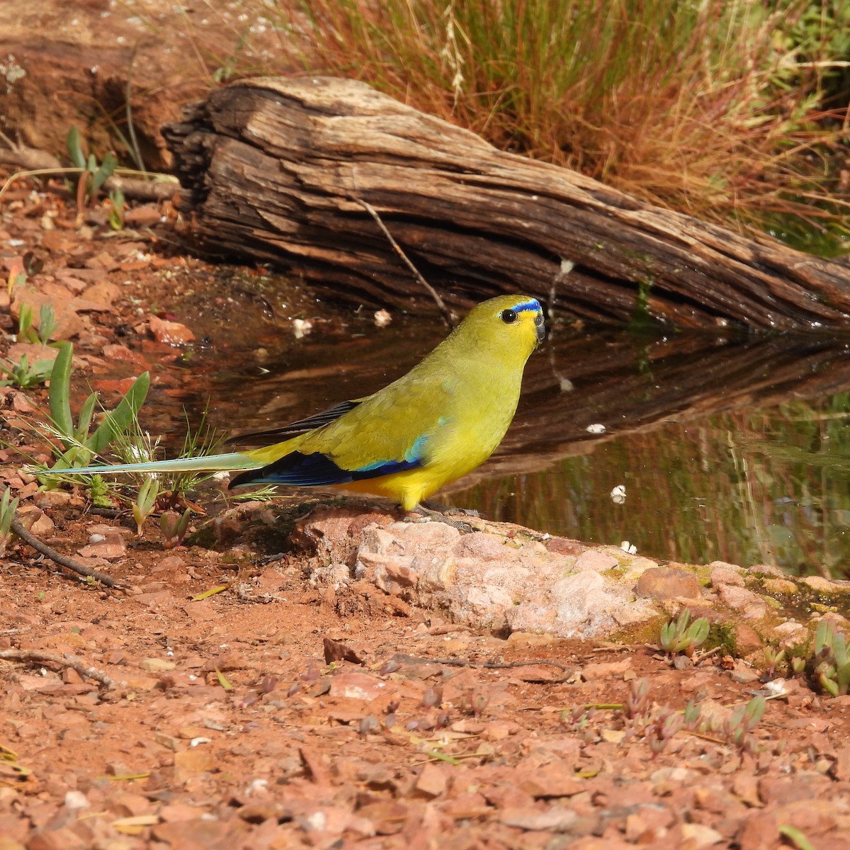 Elegant Parrot - ML641839408