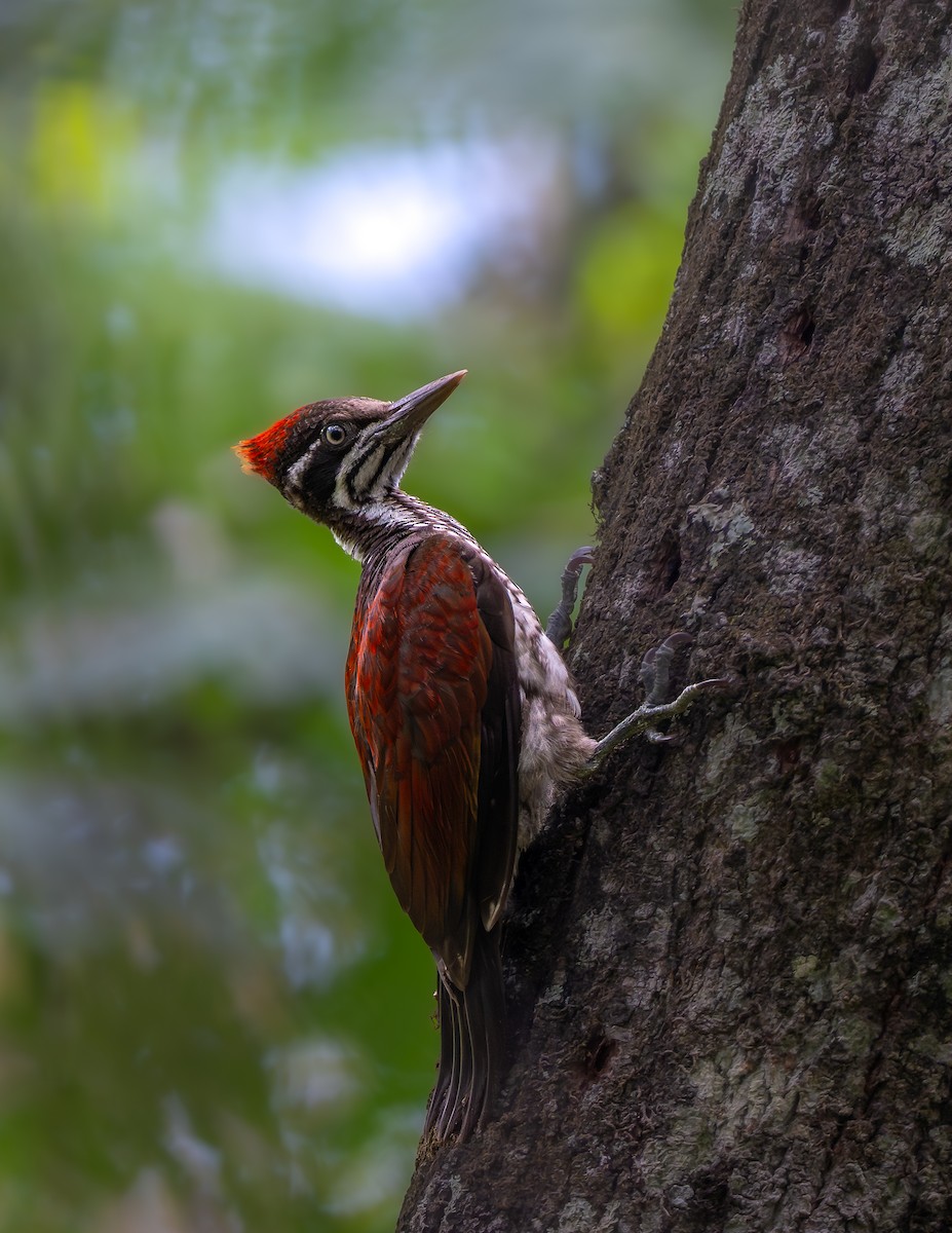 Crimson-backed Flameback - ML641839433