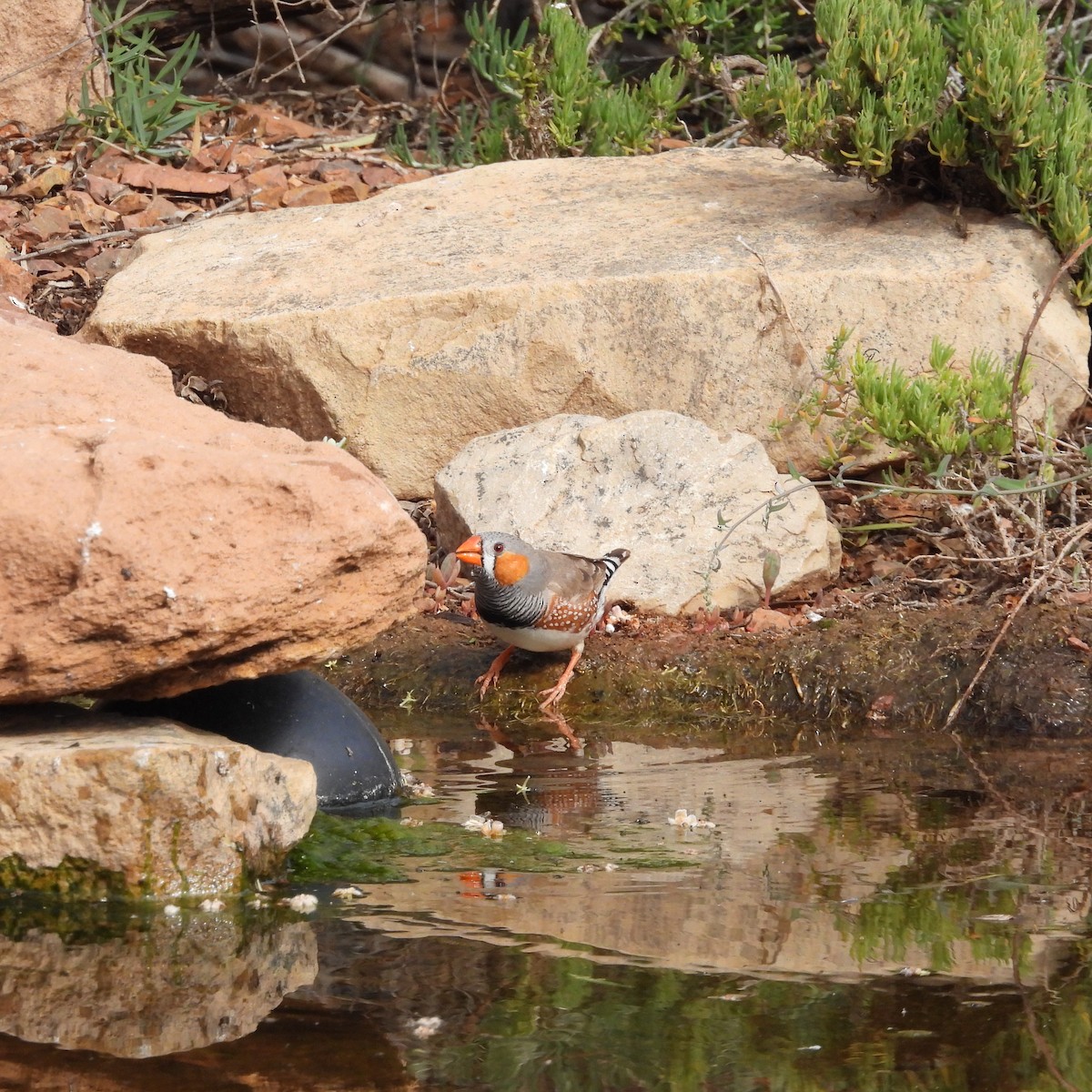 Zebra Finch - ML641839447
