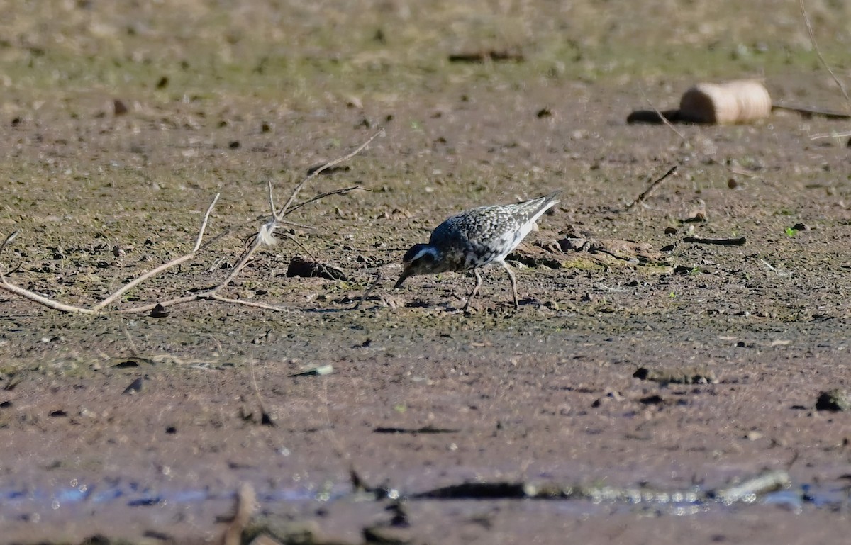 American Golden-Plover - ML641839464