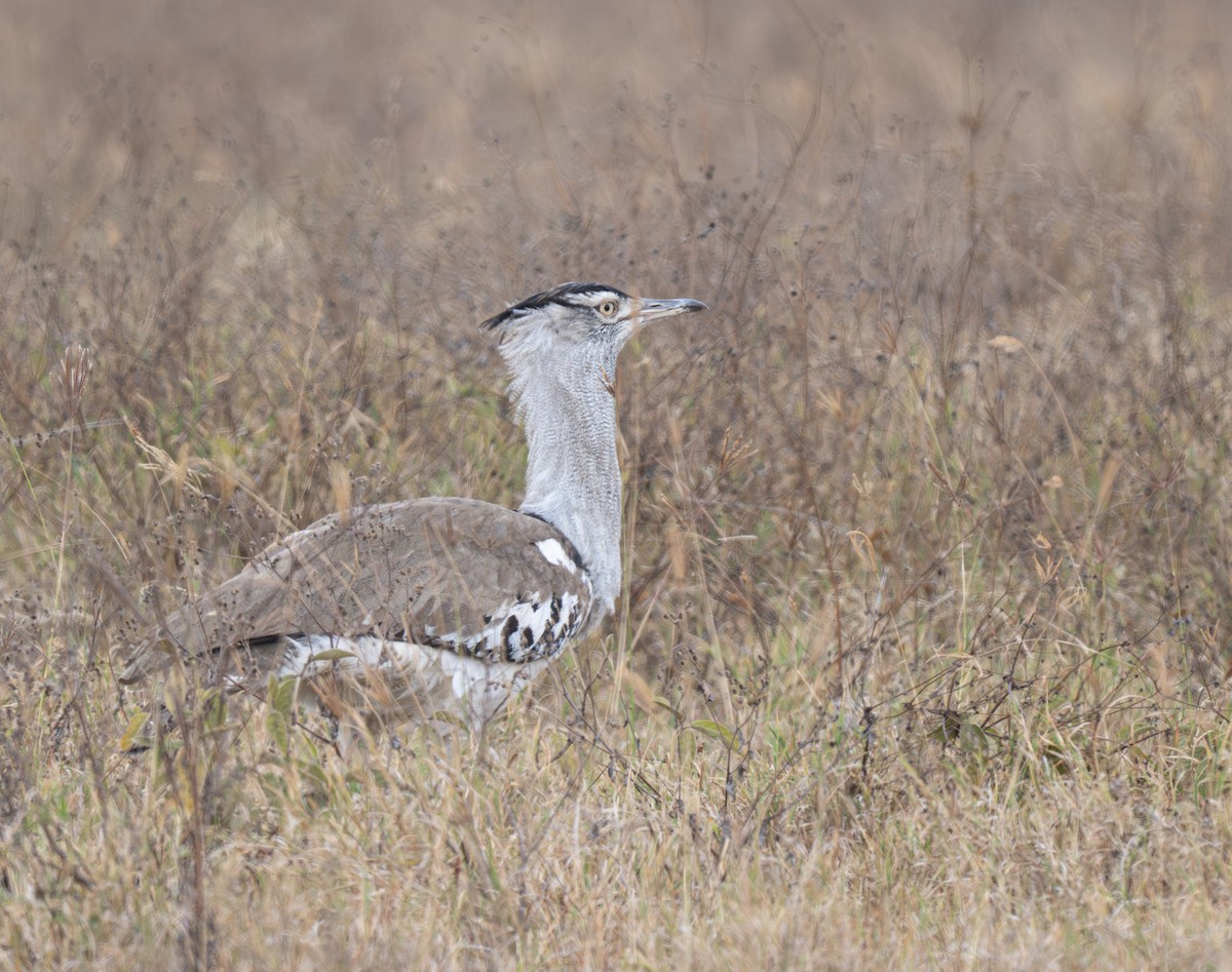 Kori Bustard - ML641839496