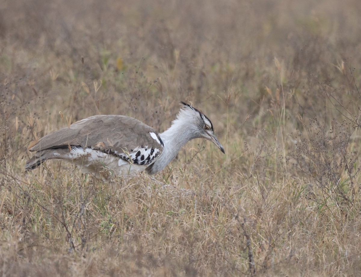 Kori Bustard - ML641839497