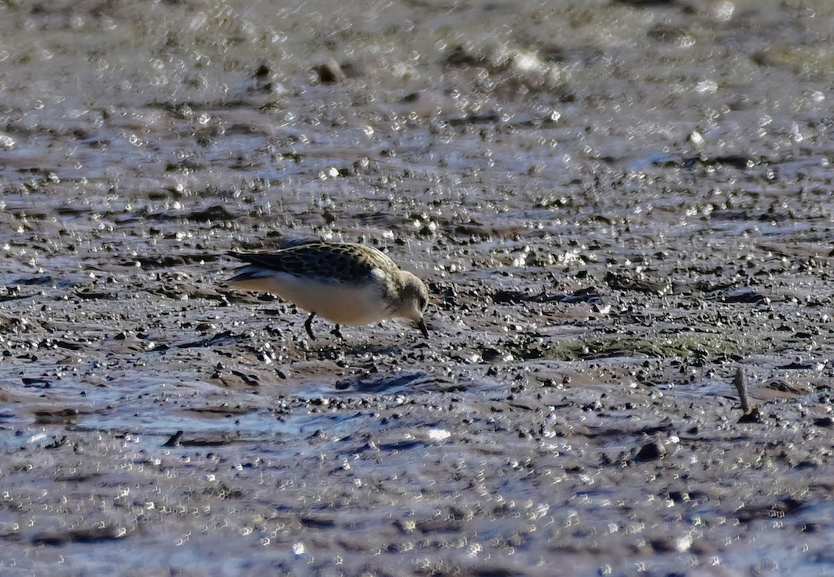 Semipalmated Sandpiper - ML641839503