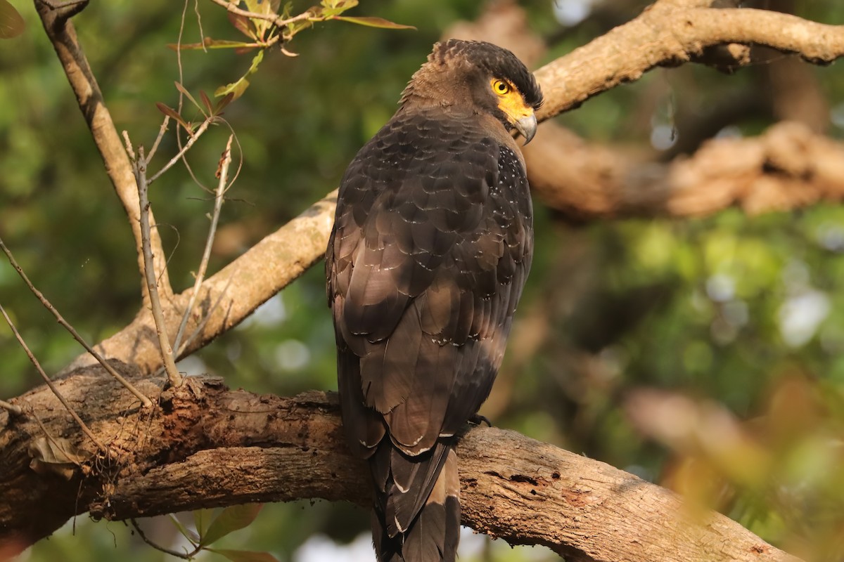 Crested Serpent-Eagle - ML641839511