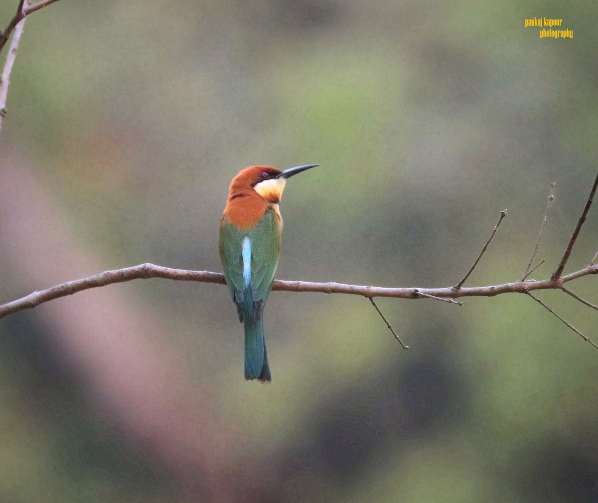 Chestnut-headed Bee-eater - ML641839522