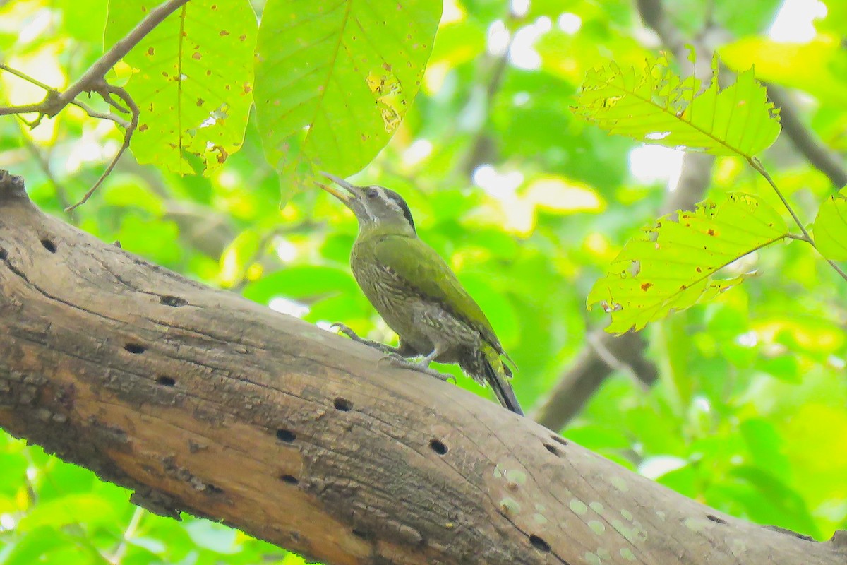 Streak-throated Woodpecker - ML641839528