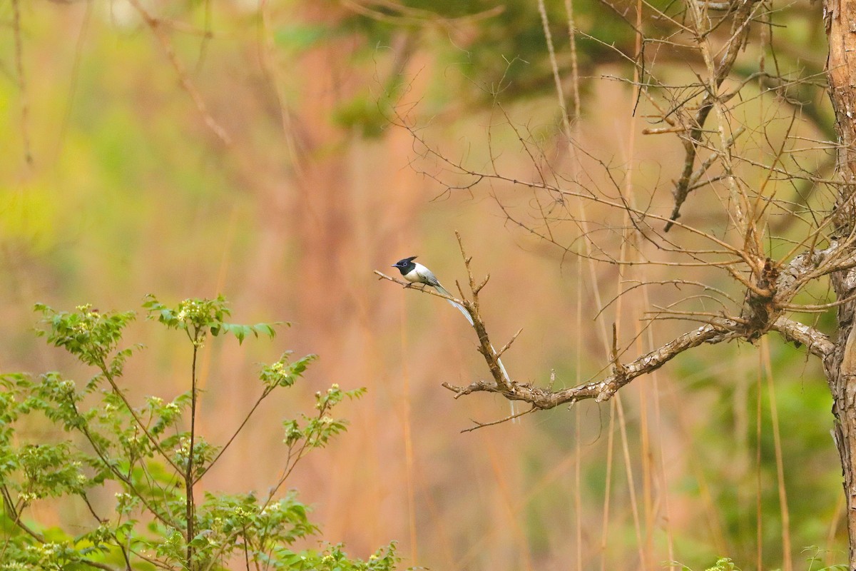 カワリサンコウチョウ - ML641839535