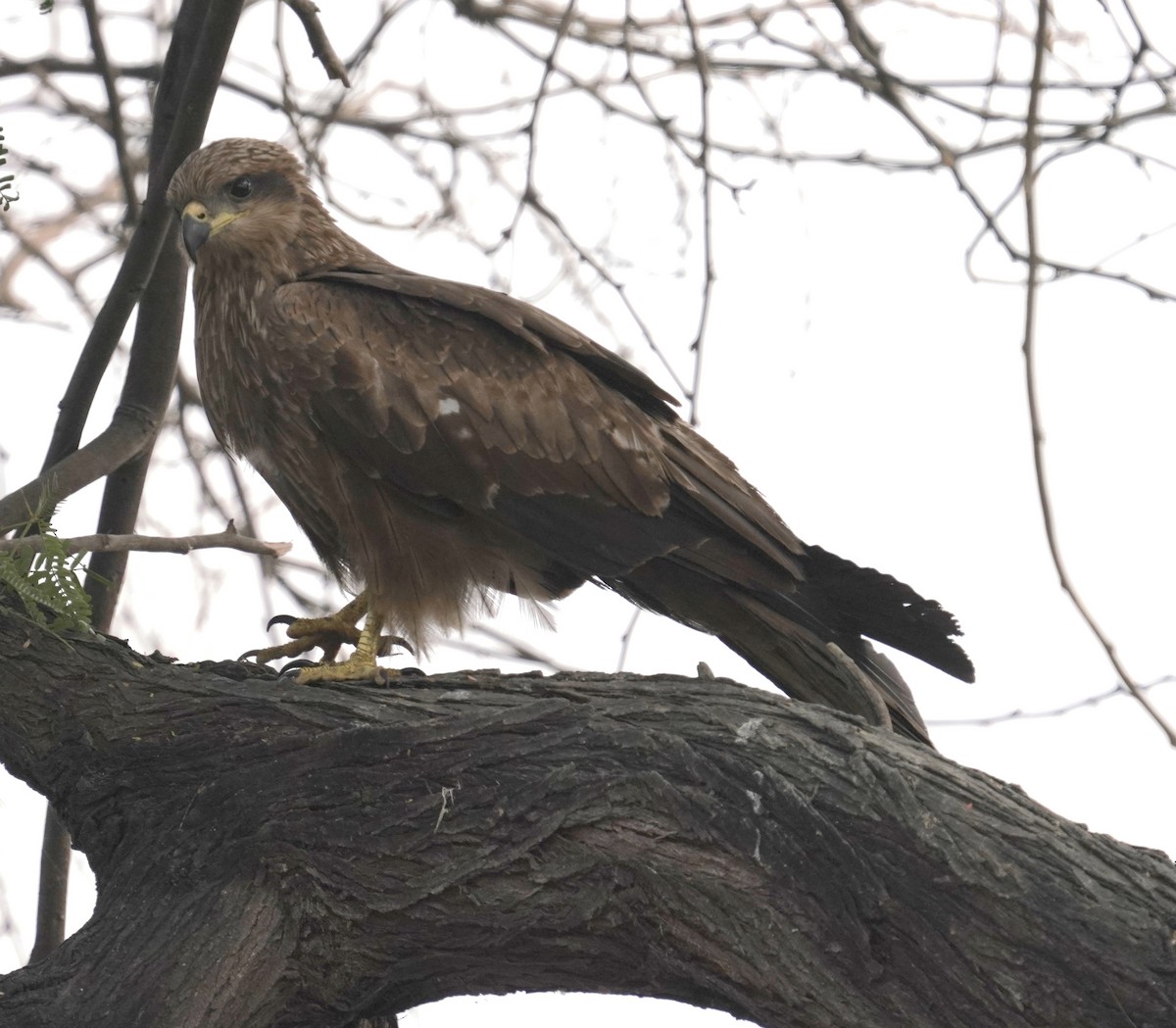 Black Kite - ML641839538