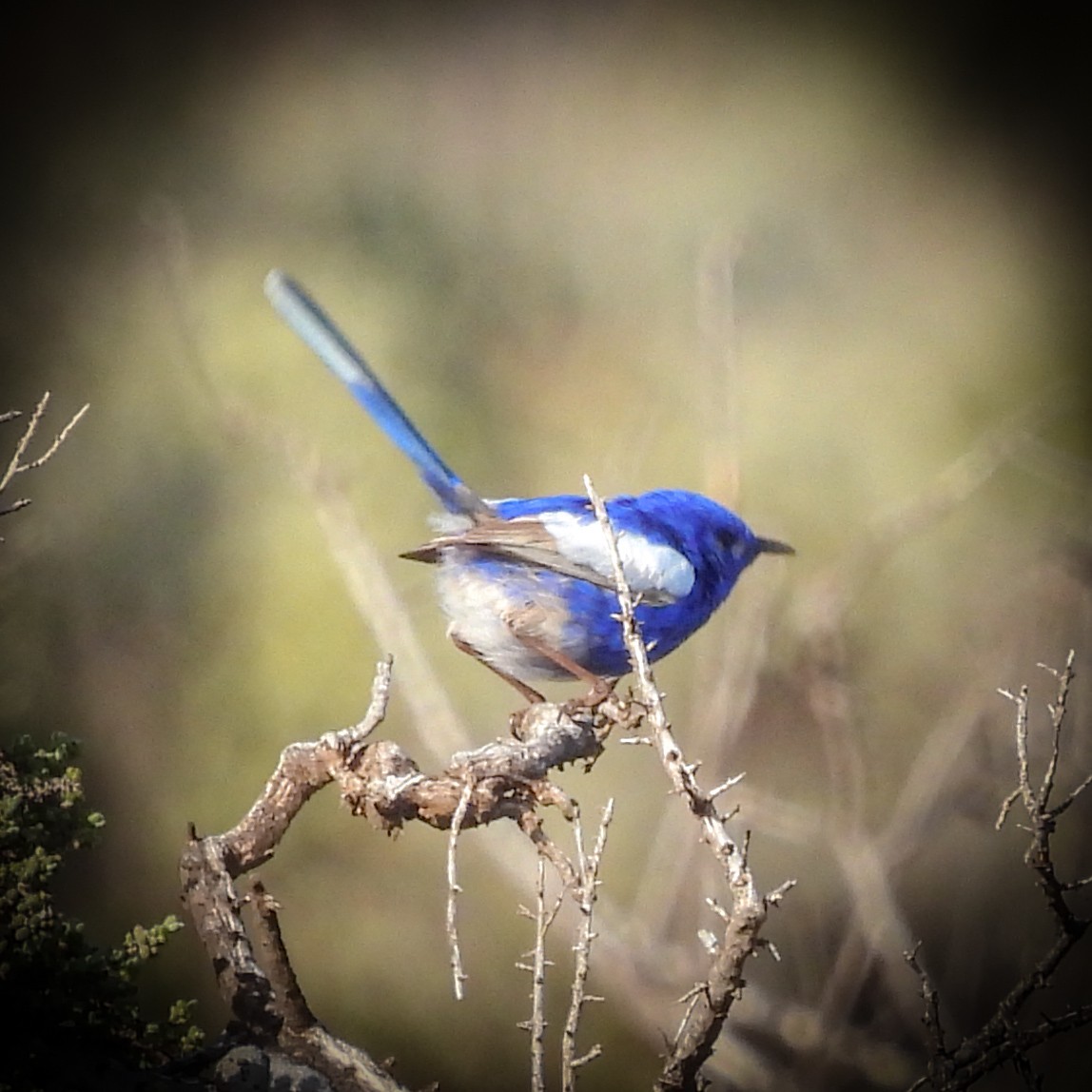 White-winged Fairywren - ML641839542