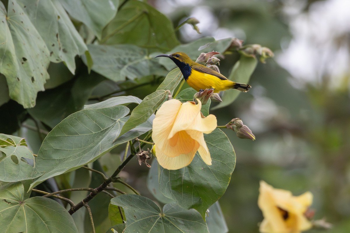 Sahul Sunbird - ML641839549