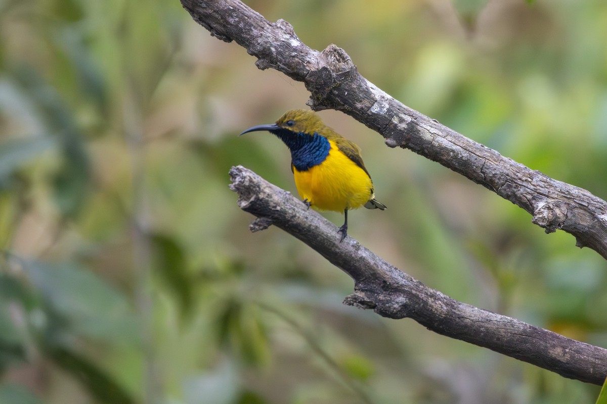 Sahul Sunbird - ML641839551
