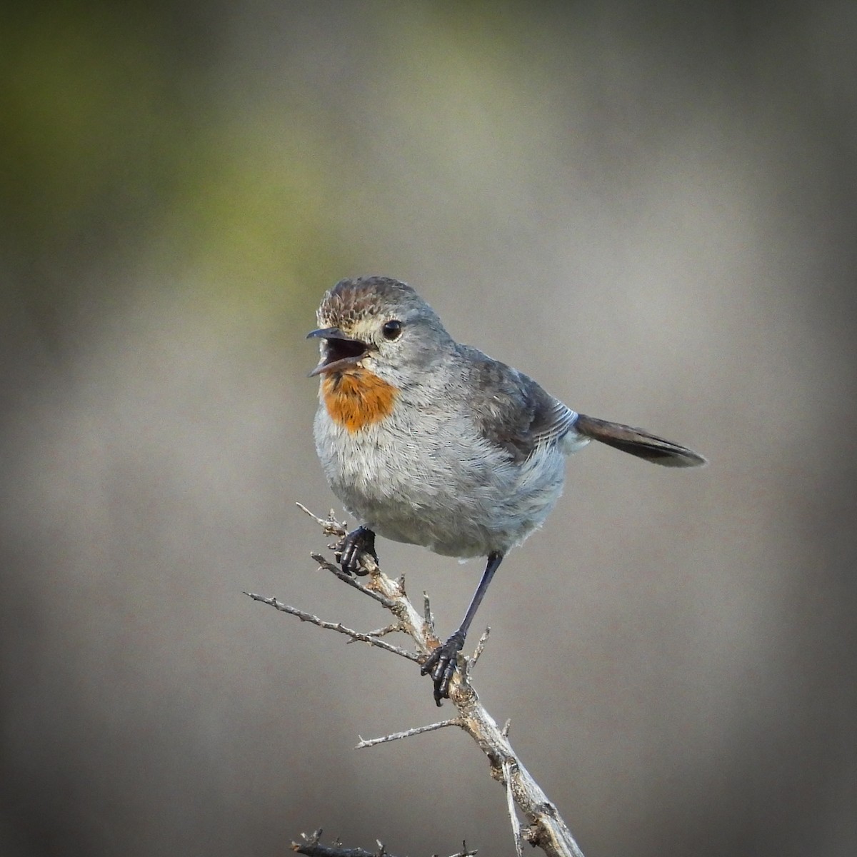 Redthroat - ML641839552