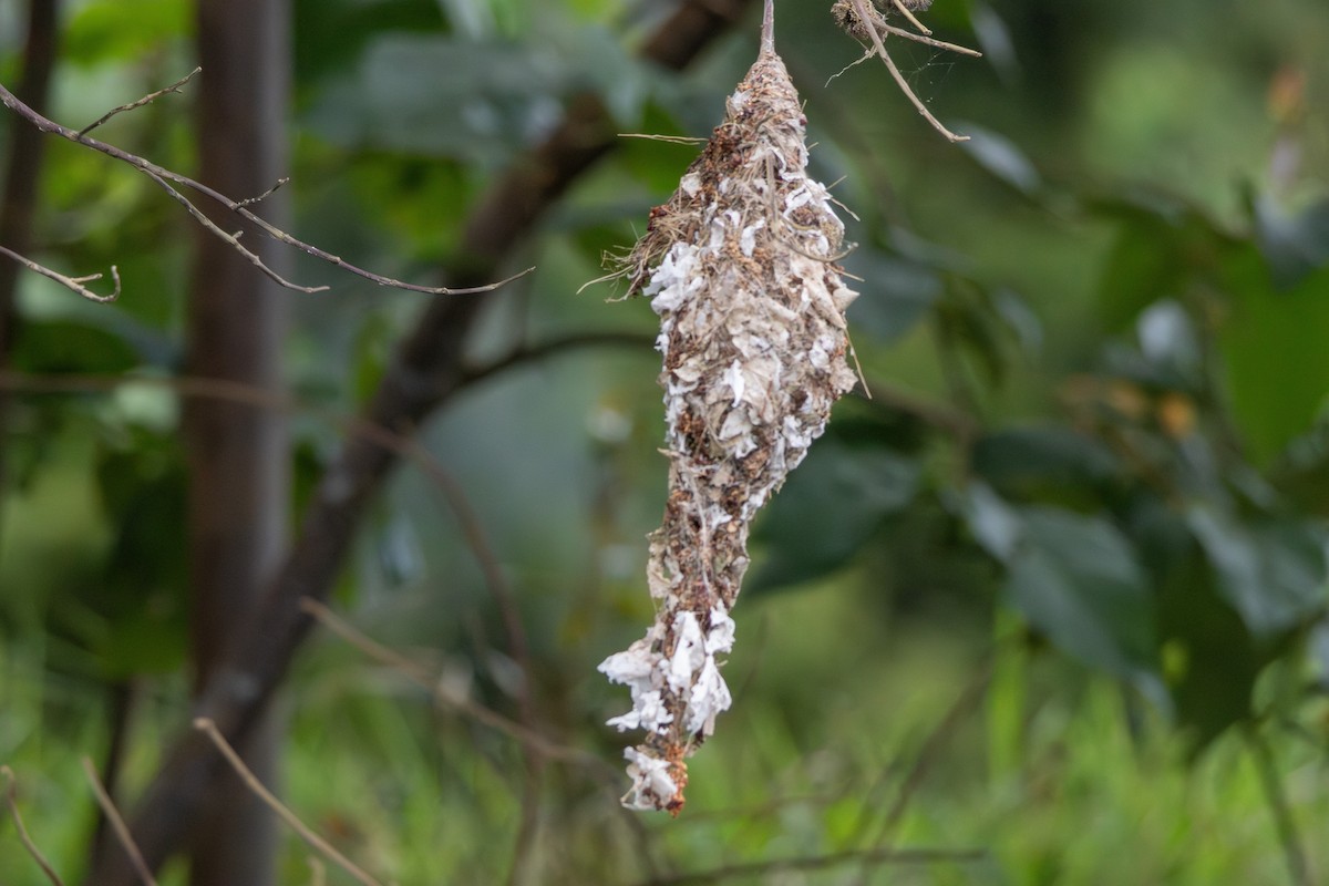 Sahul Sunbird - ML641839553