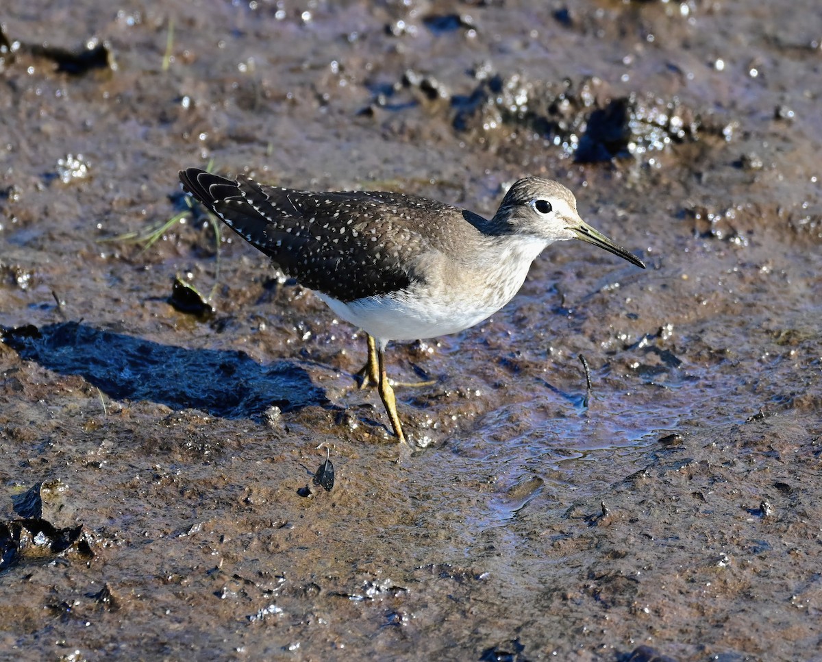 Solitary Sandpiper - ML641839565