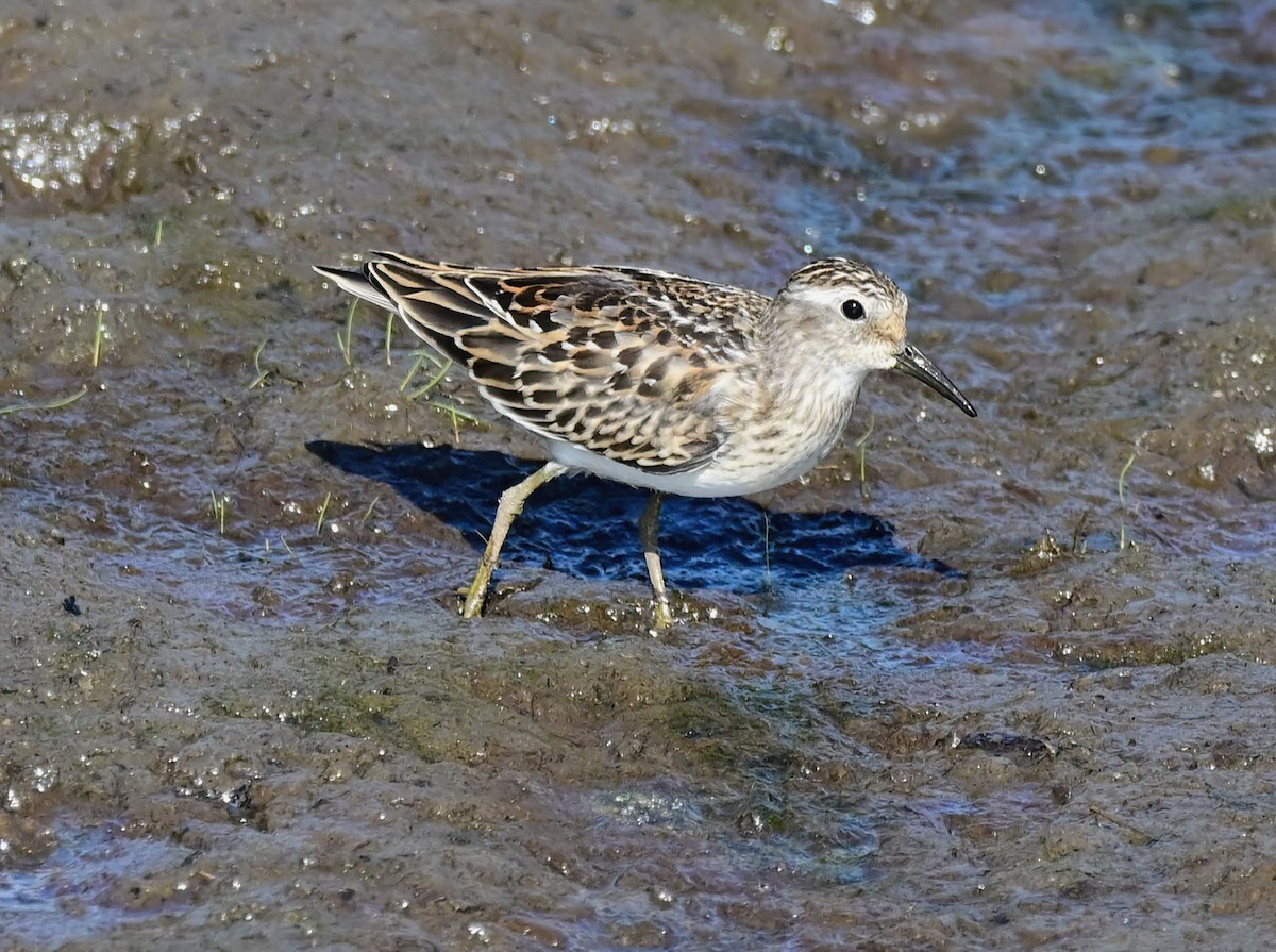 Least Sandpiper - ML641839567