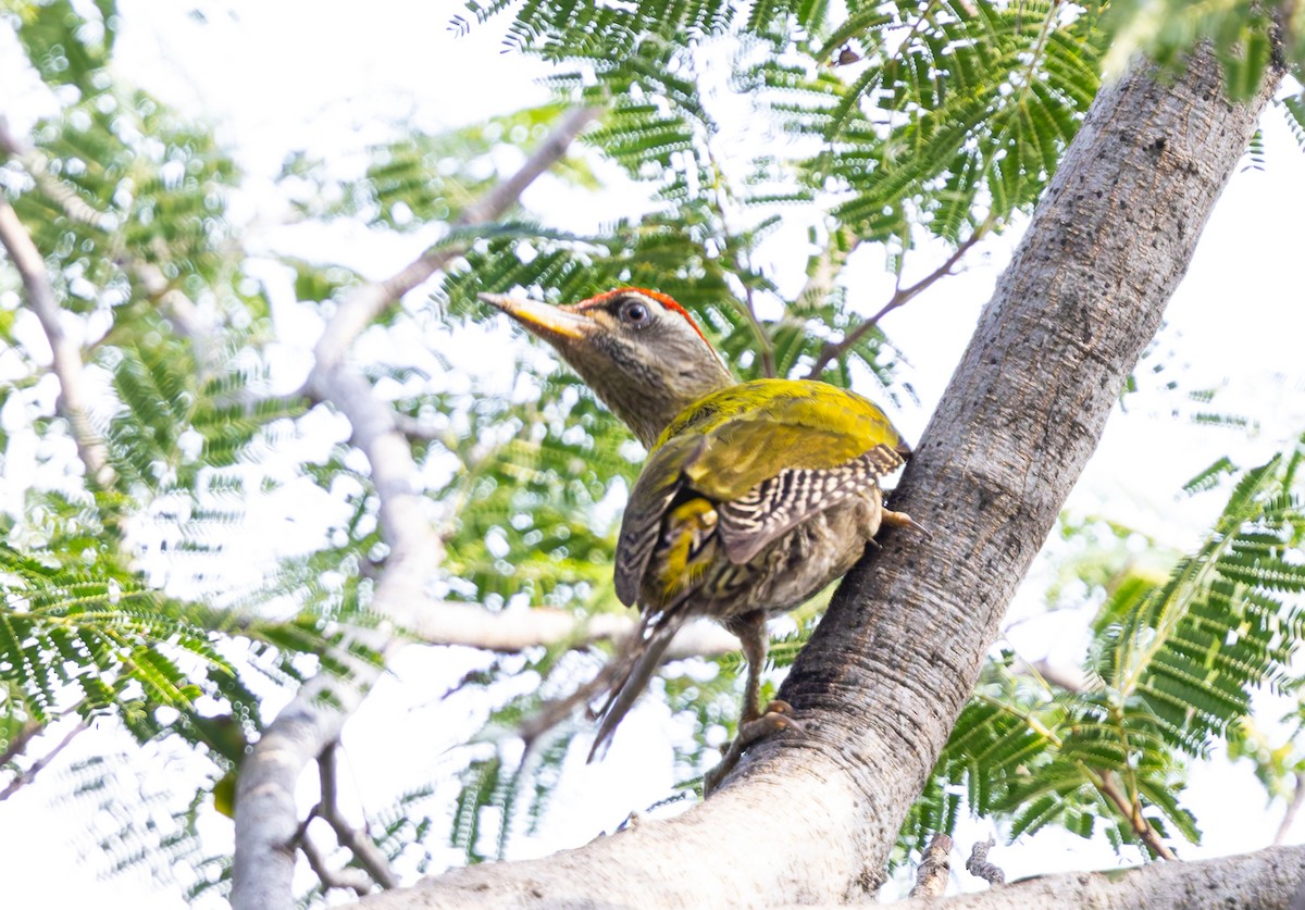 Streak-throated Woodpecker - ML641839569