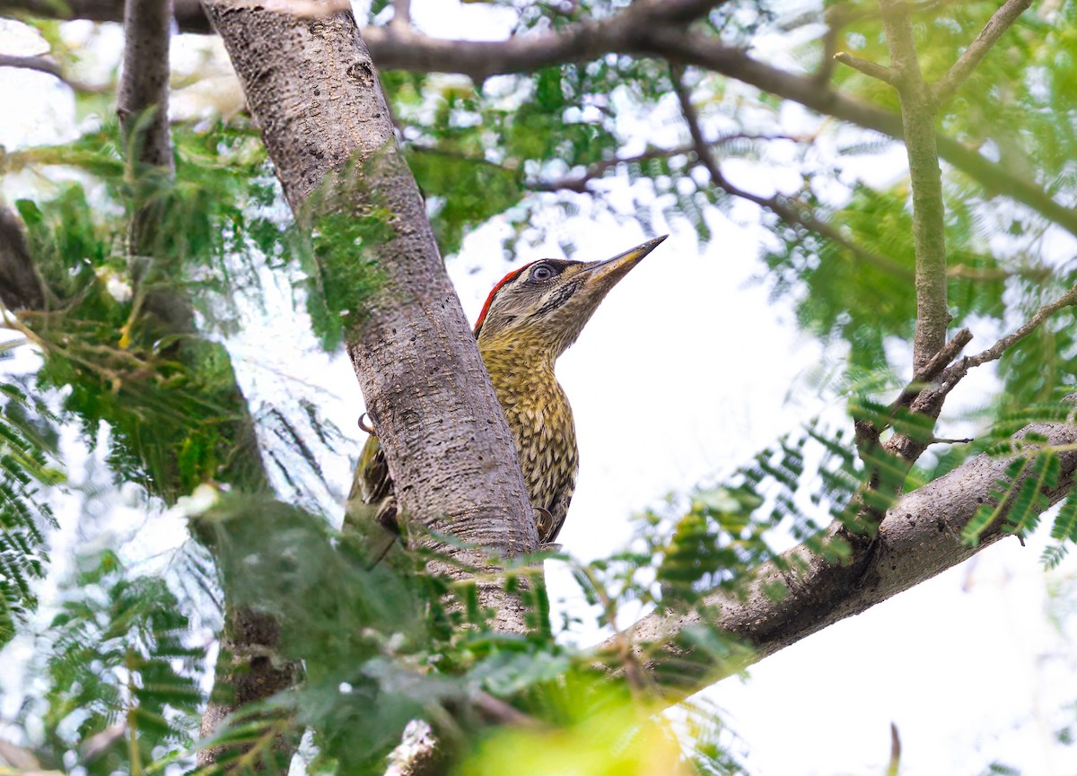 Streak-throated Woodpecker - ML641839571