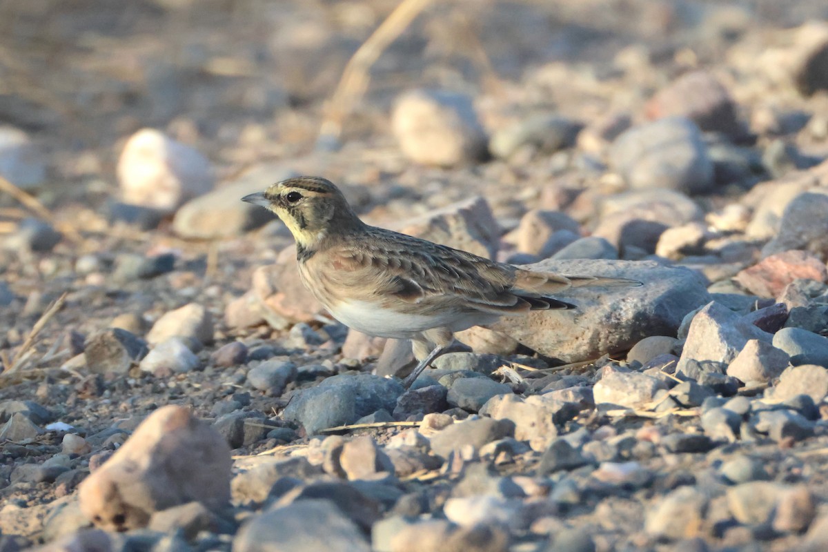 Horned Lark - ML641839582