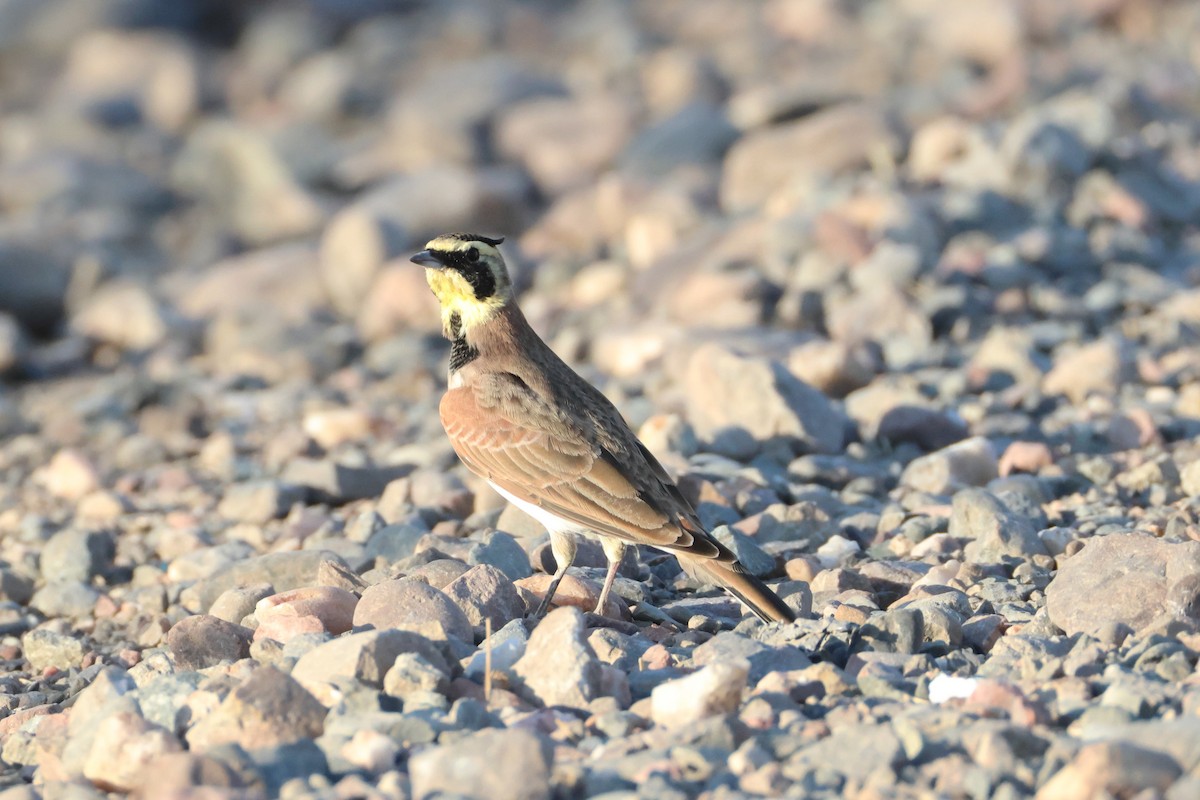 Horned Lark - ML641839583