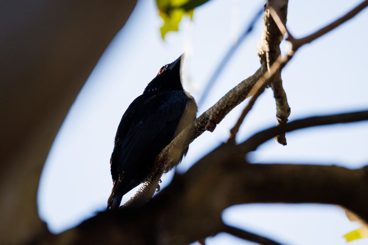 Spangled Drongo - ML641839585