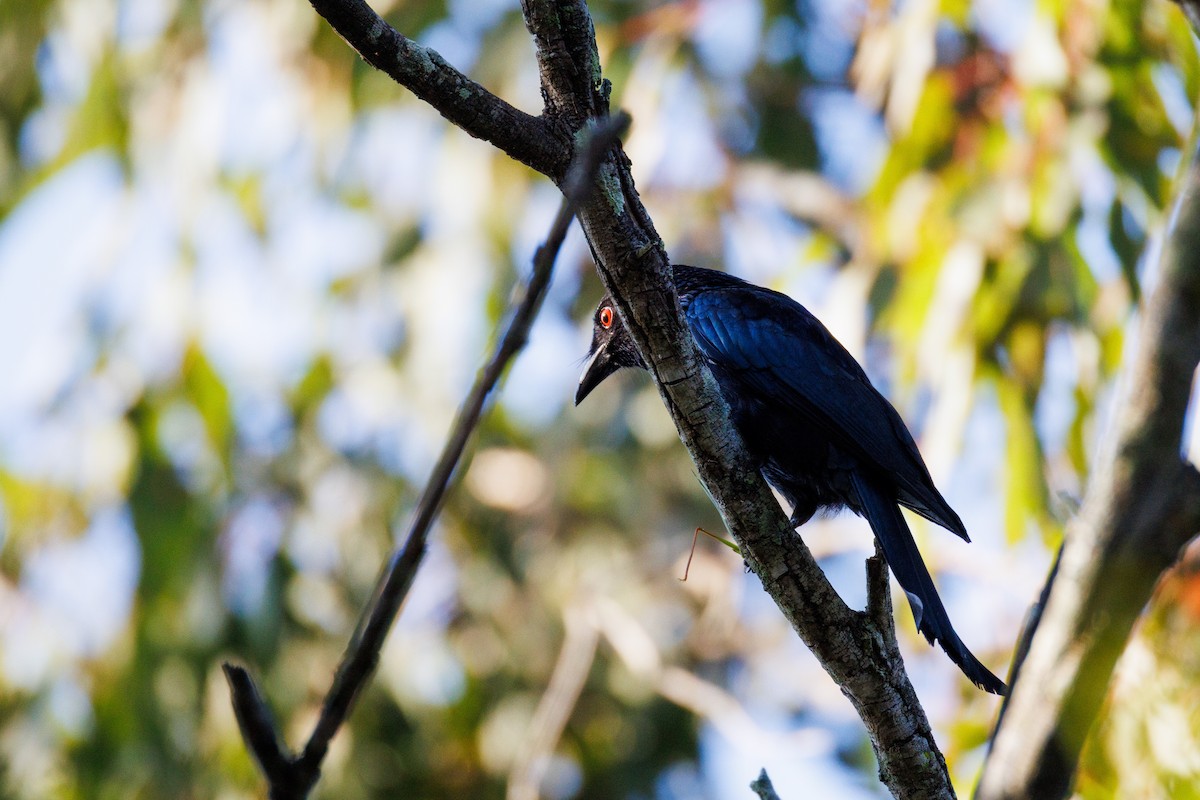 Spangled Drongo - ML641839592