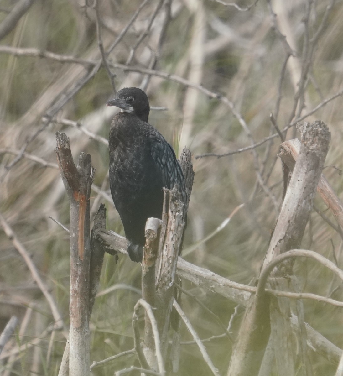 Little Cormorant - ML641839597