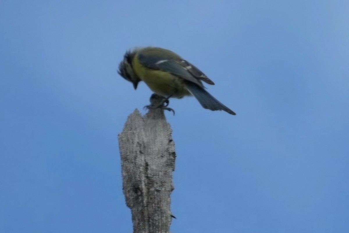 Eurasian Blue Tit - ML641839600